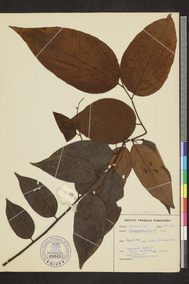Diospyros stricta photo 7