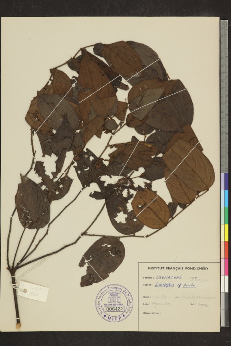 Diospyros stricta photo 8