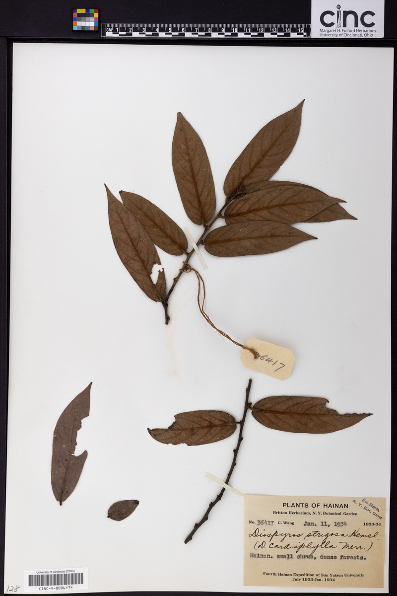 Diospyros strigosa