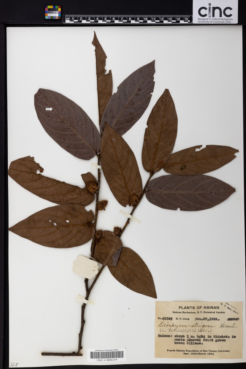 Diospyros strigosa photo 2