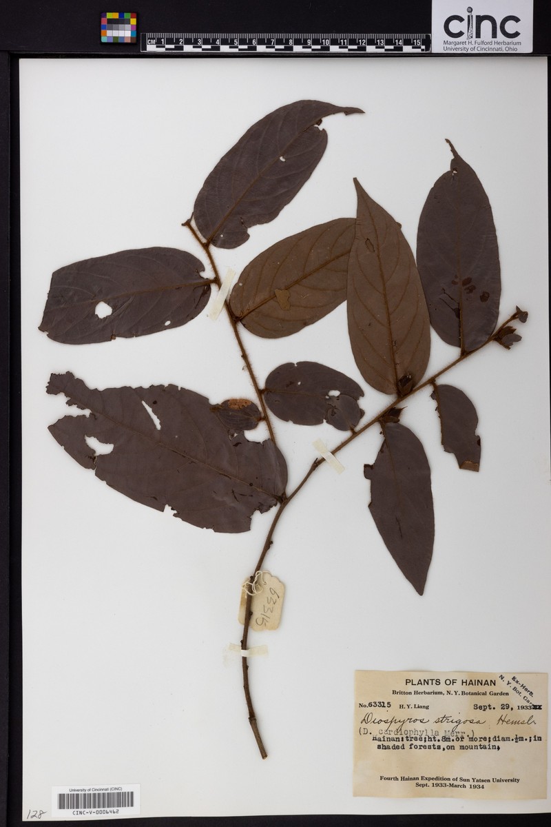 Diospyros strigosa photo 3