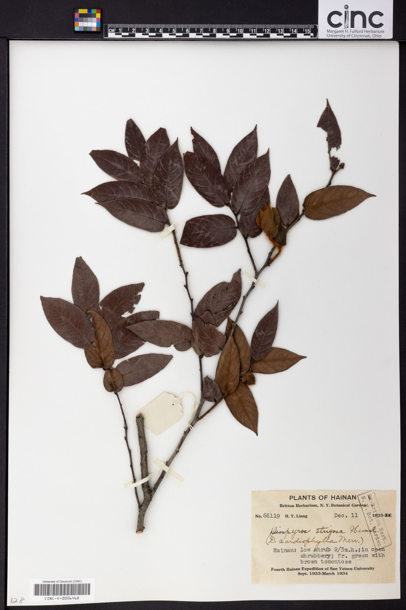 Diospyros strigosa photo 4