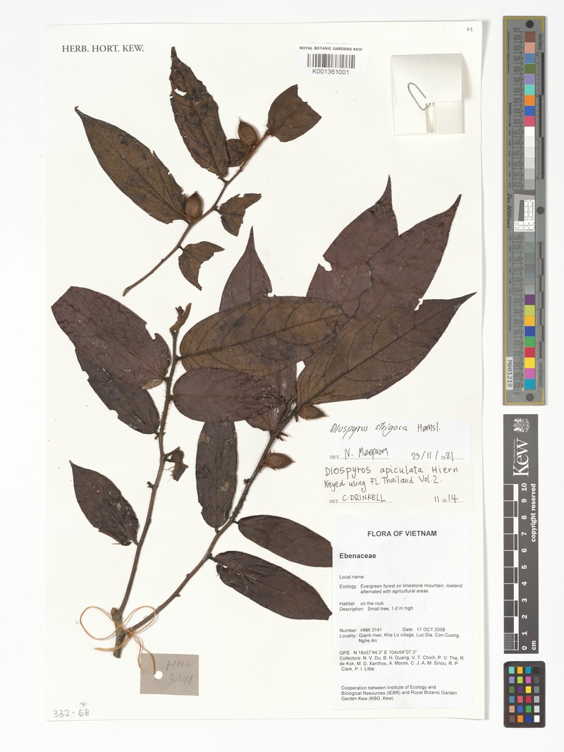 Diospyros strigosa photo 5