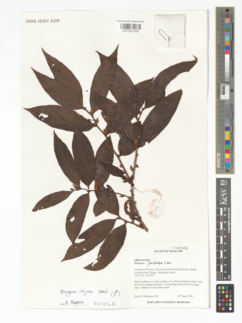 Diospyros strigosa photo 6