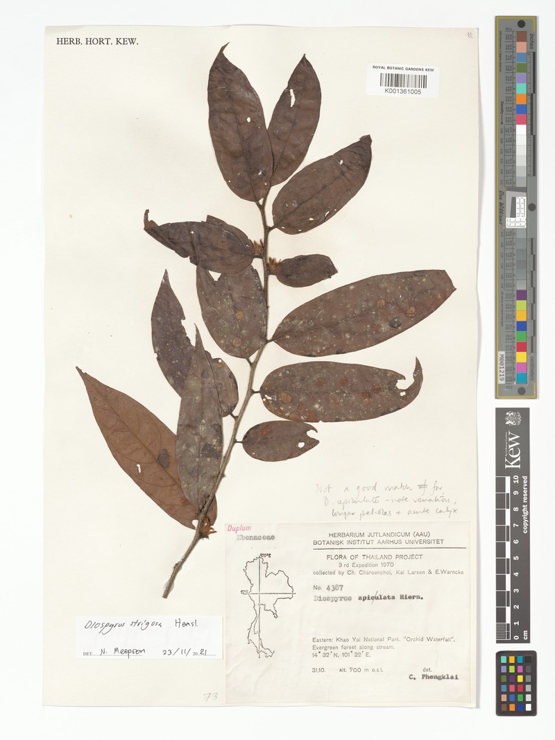 Diospyros strigosa photo 7