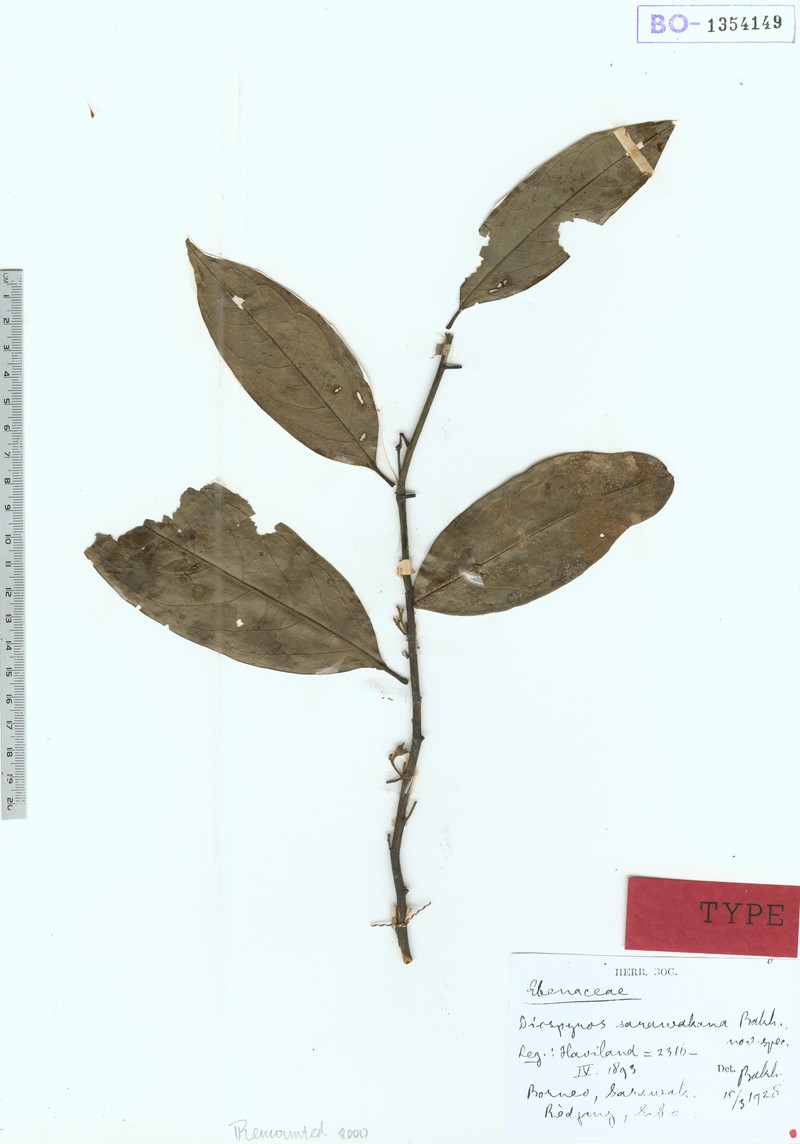 Diospyros styraciformis photo 2