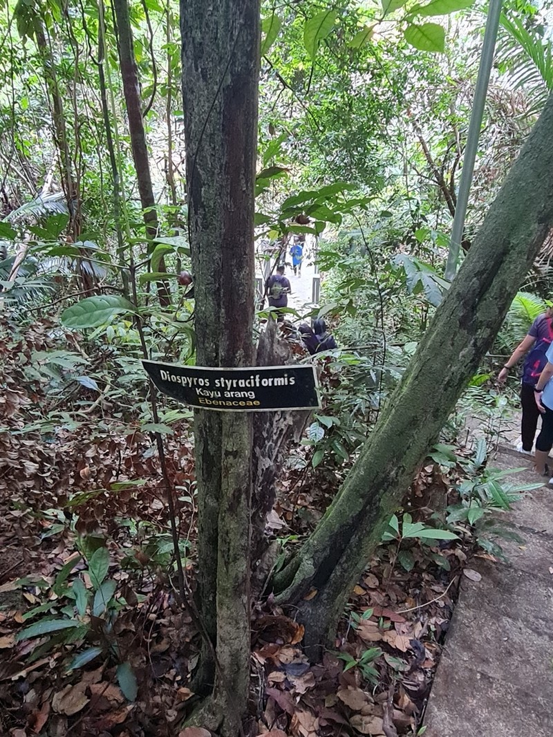Diospyros styraciformis