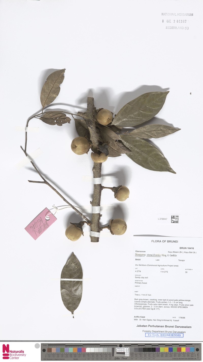 Diospyros styraciformis photo 3