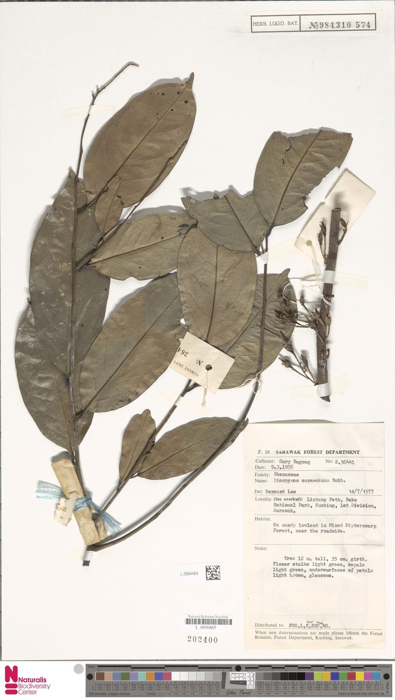 Diospyros styraciformis photo 4
