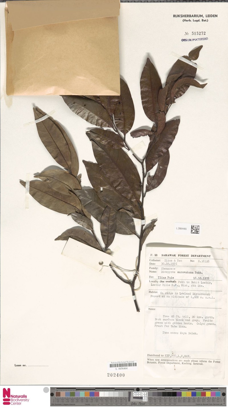 Diospyros styraciformis photo 5