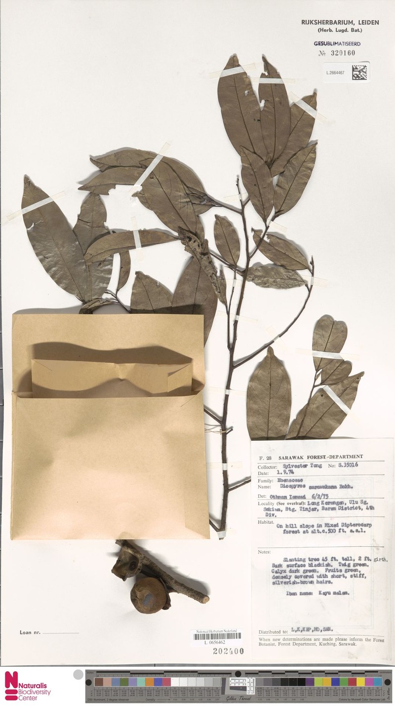 Diospyros styraciformis photo 6