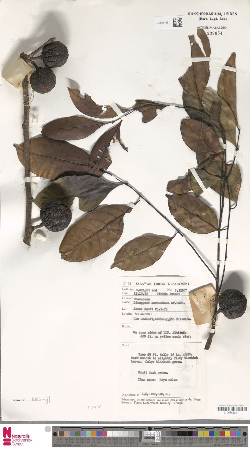 Diospyros styraciformis photo 7