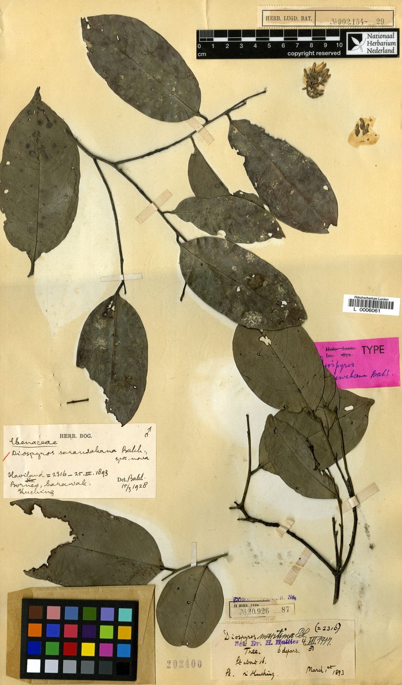 Diospyros styraciformis photo 8