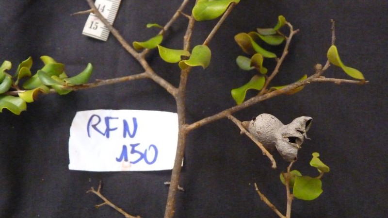 Diospyros suarezensis