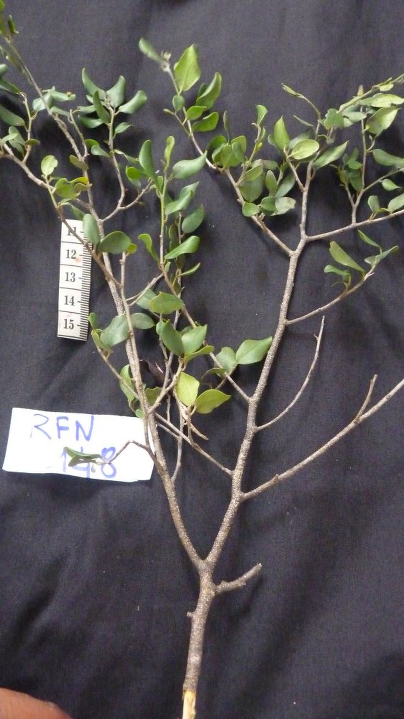 Diospyros suarezensis photo 2