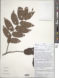 Diospyros suaveolens