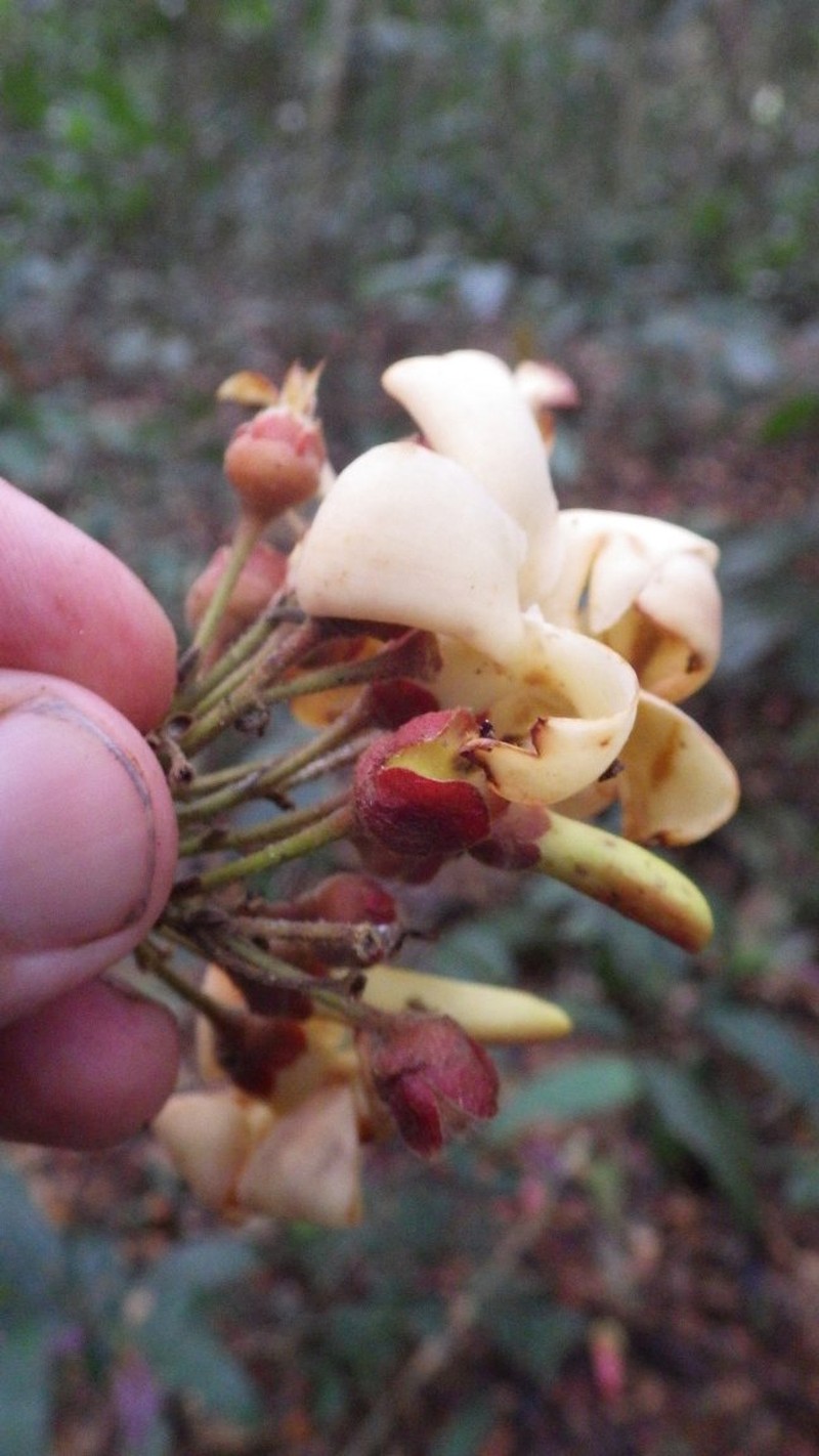 Diospyros suaveolens photo 2