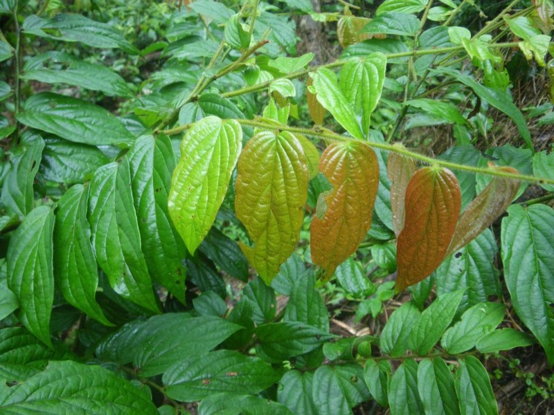 Diospyros suaveolens photo 3