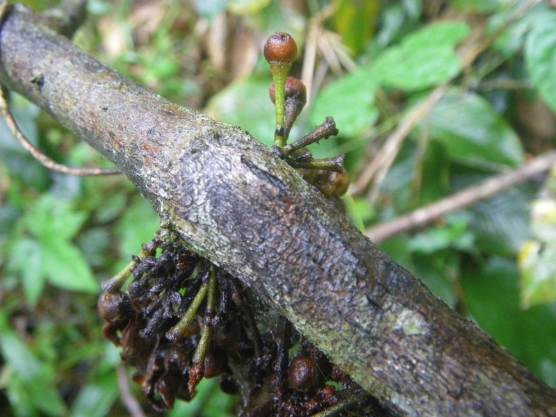 Diospyros suaveolens photo 4