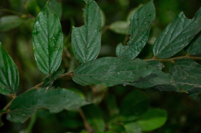 Diospyros suaveolens photo 5