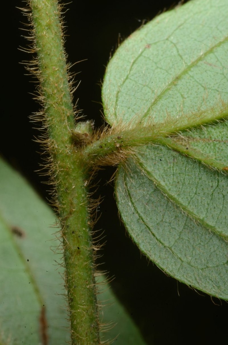 Diospyros suaveolens photo 6