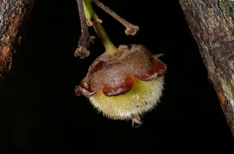 Diospyros suaveolens photo 7