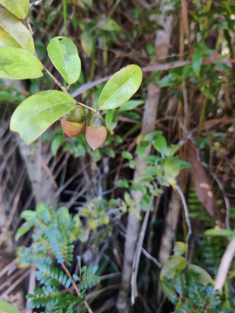 Diospyros subacuta