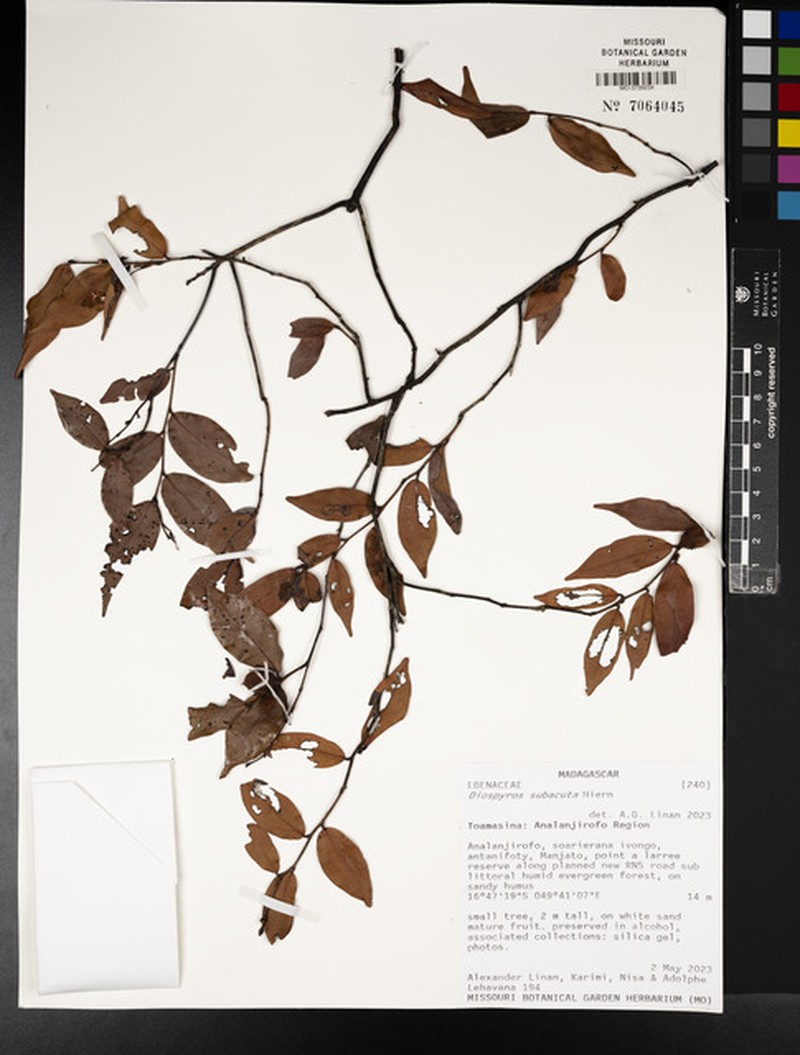 Diospyros subacuta photo 2