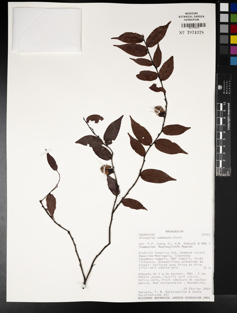 Diospyros subacuta photo 3