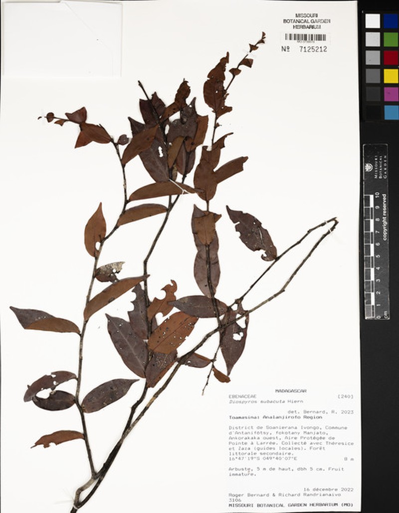 Diospyros subacuta photo 4