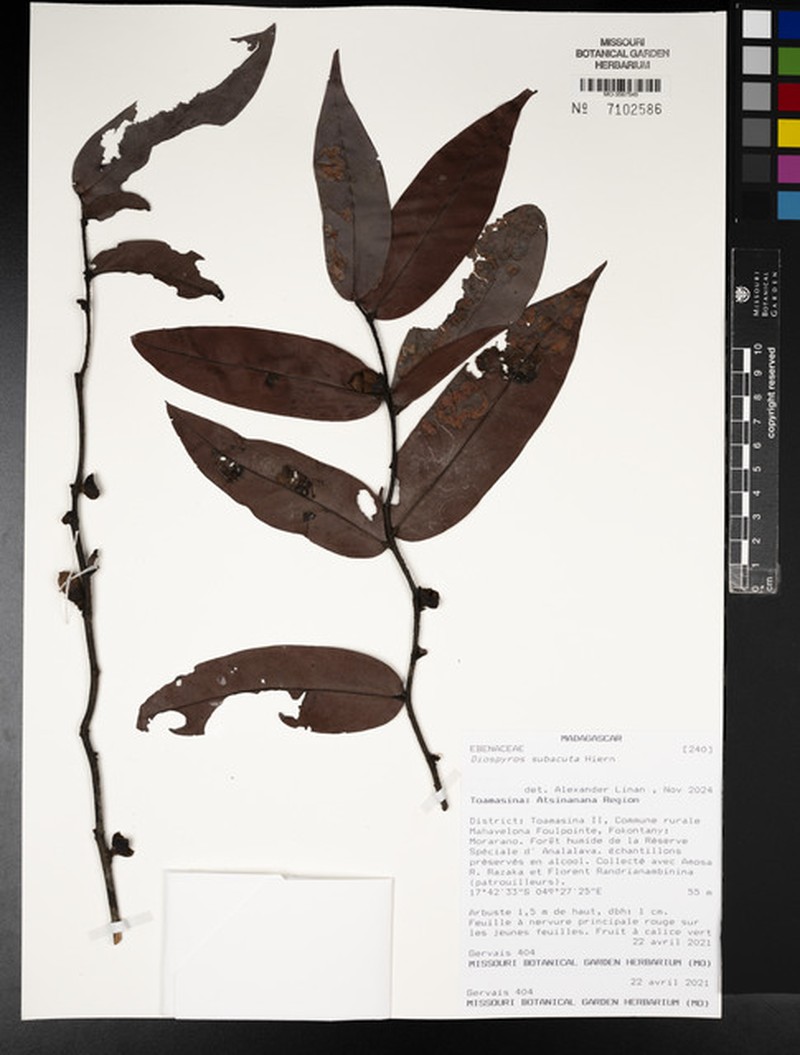 Diospyros subacuta photo 5