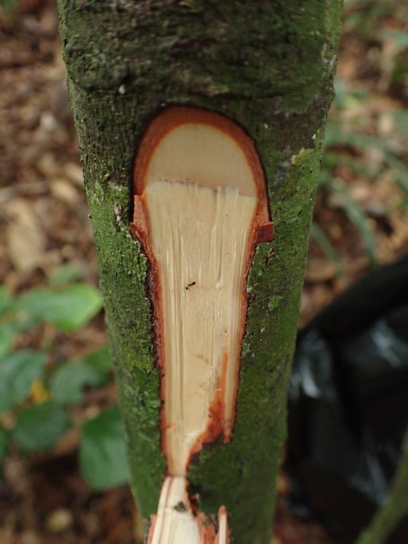 Diospyros subargentea