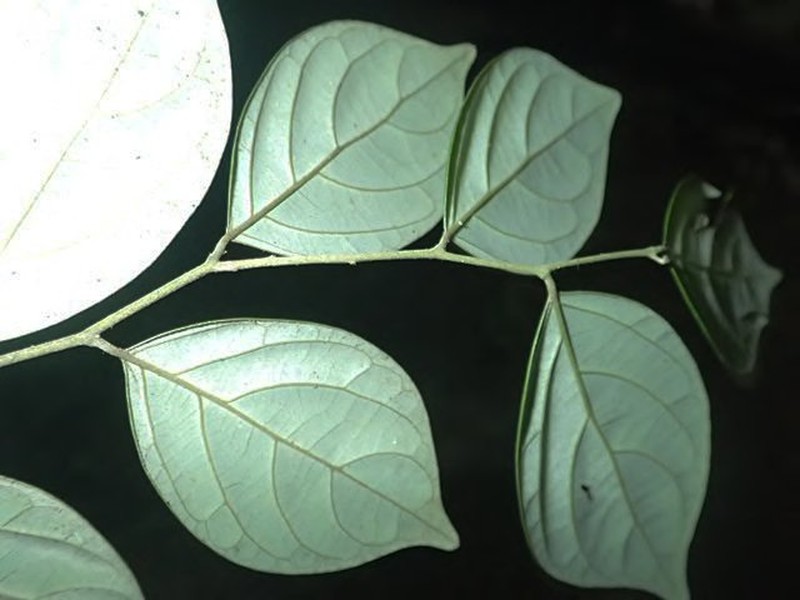 Diospyros subargentea photo 2