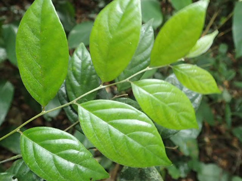 Diospyros subargentea photo 3