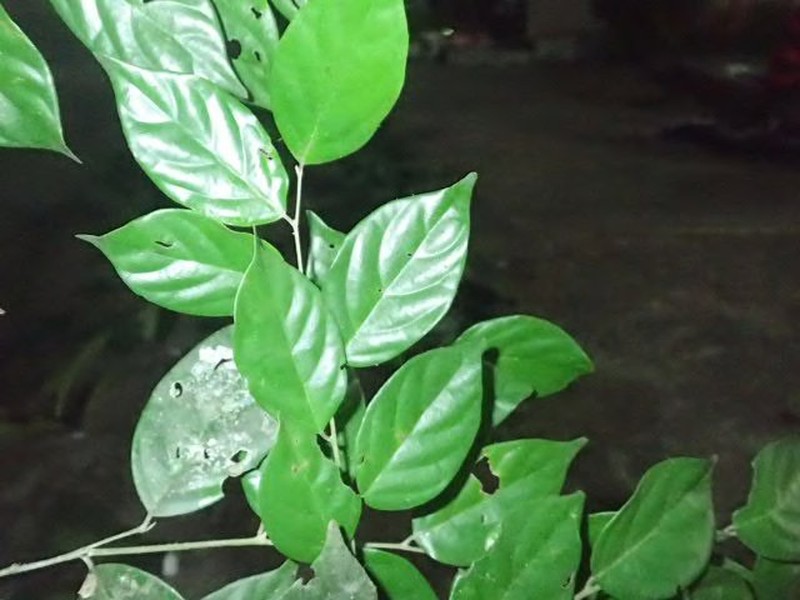 Diospyros subargentea photo 4