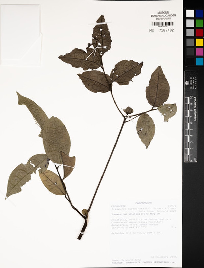 Diospyros subbullata
