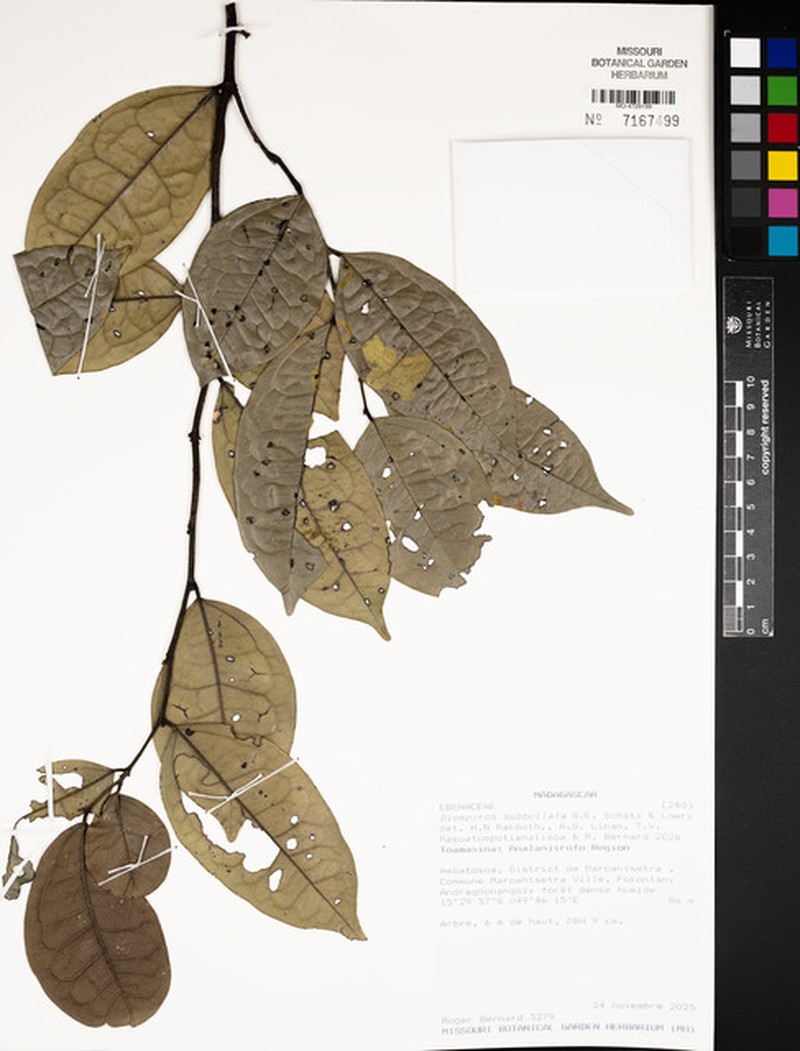 Diospyros subbullata photo 2