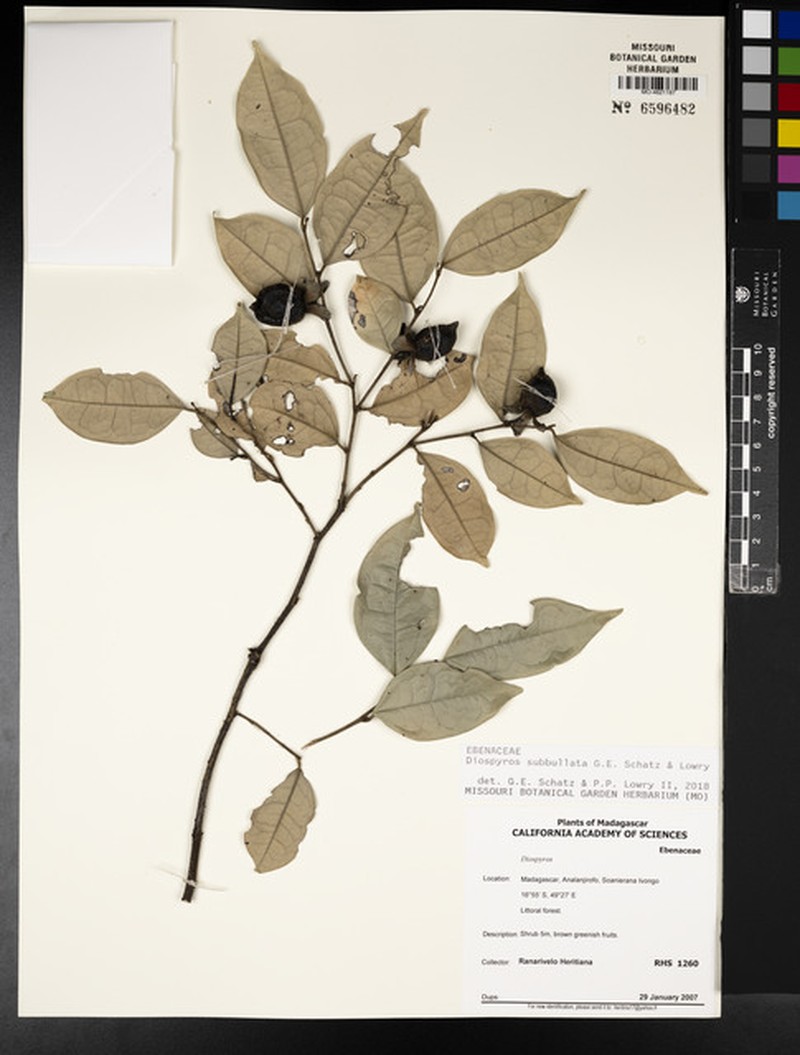 Diospyros subbullata photo 3