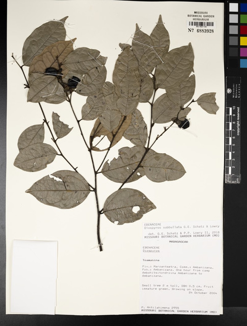 Diospyros subbullata photo 4