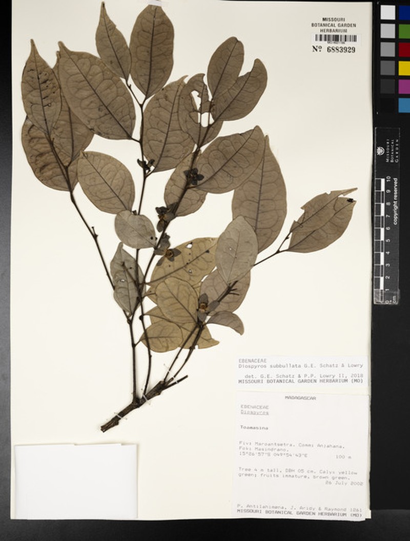 Diospyros subbullata photo 5