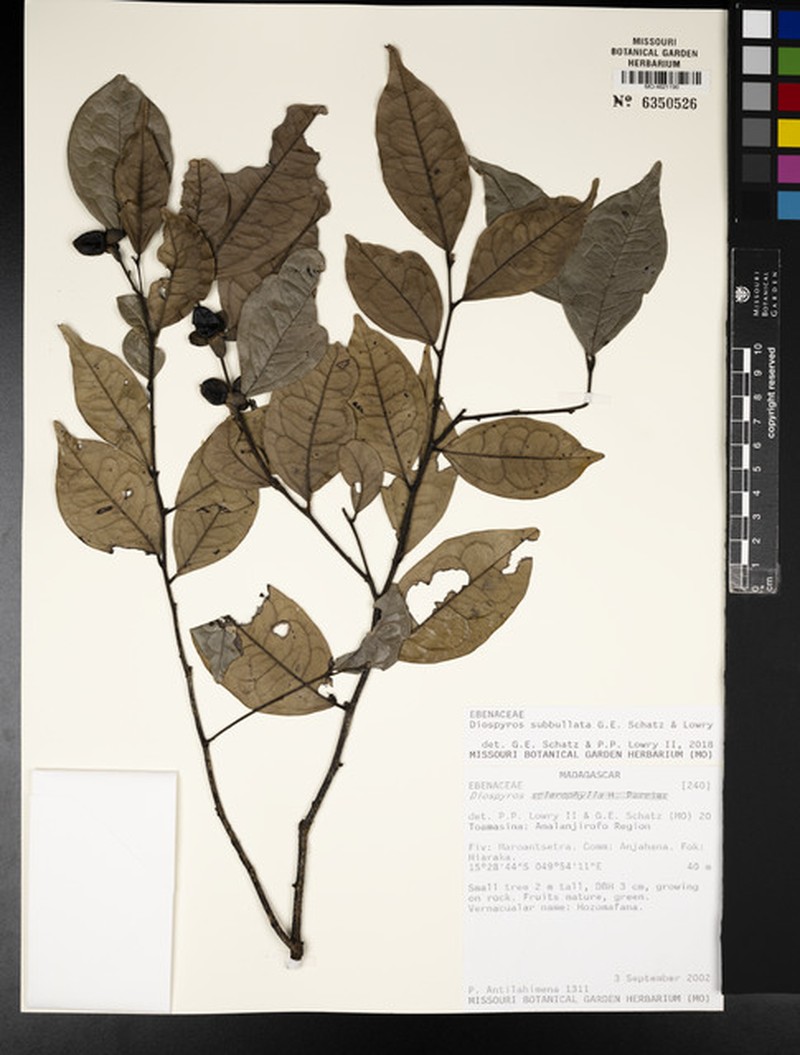 Diospyros subbullata photo 6