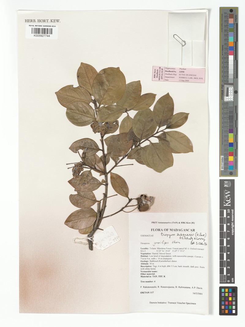 Diospyros subenervis
