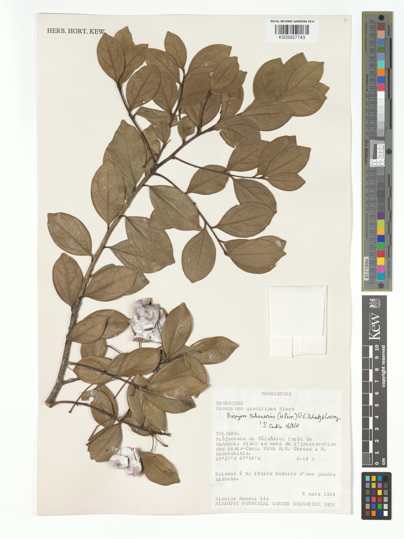 Diospyros subenervis photo 2