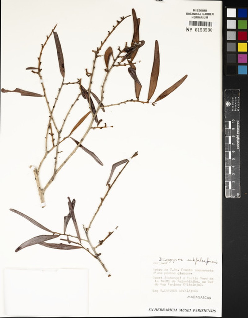 Diospyros subfalciformis