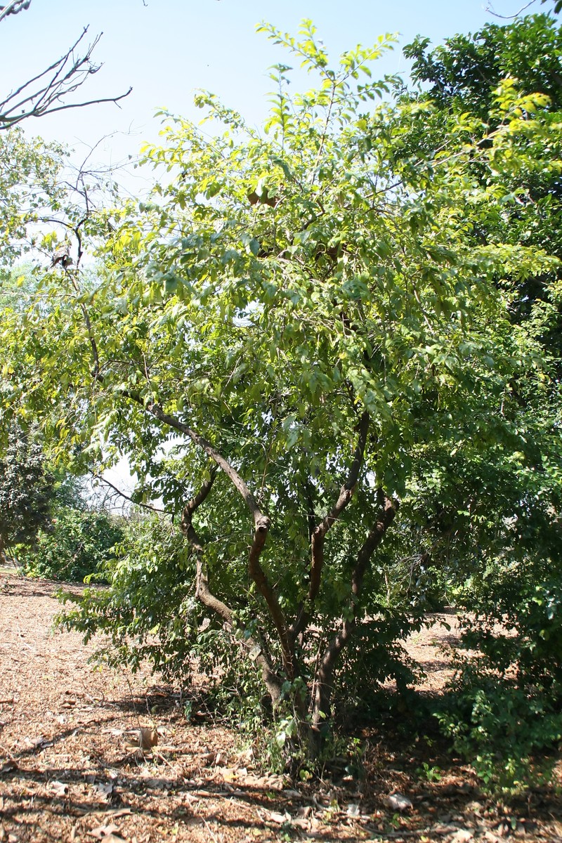 Diospyros subrhomboidea