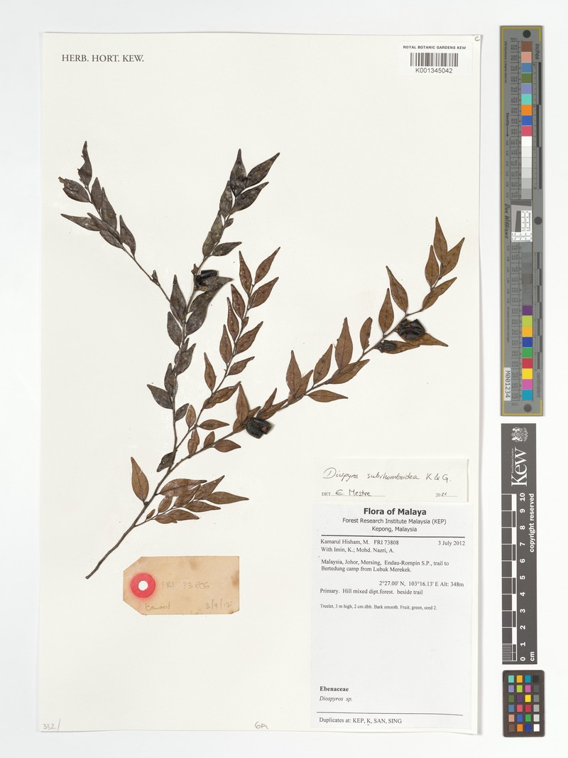 Diospyros subrhomboidea photo 2