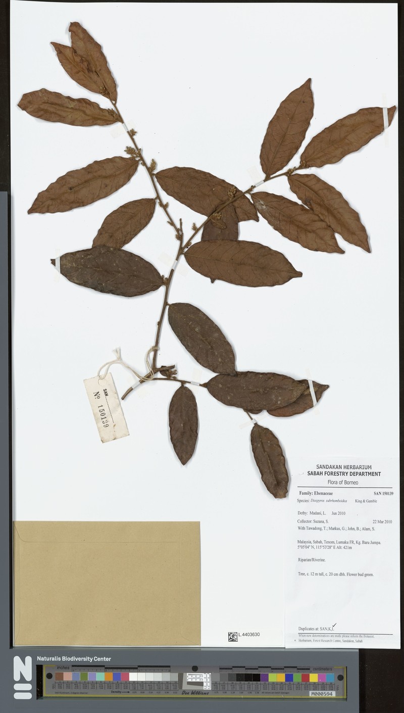 Diospyros subrhomboidea photo 3
