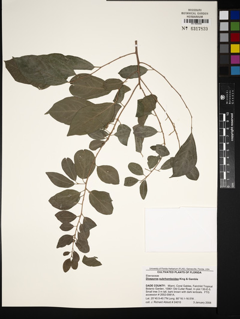 Diospyros subrhomboidea photo 4
