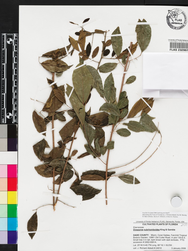 Diospyros subrhomboidea photo 5
