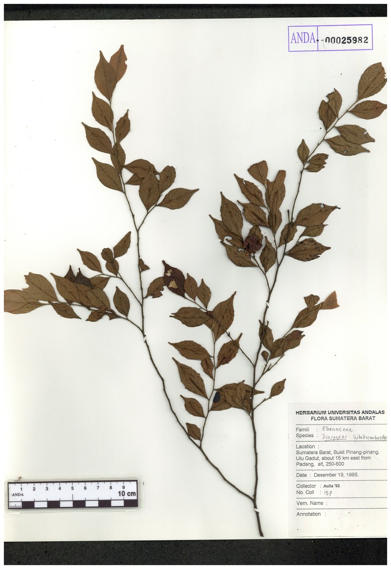 Diospyros subrhomboidea photo 6